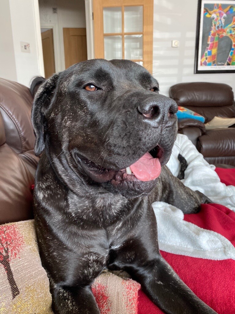 cane corso pets4homes